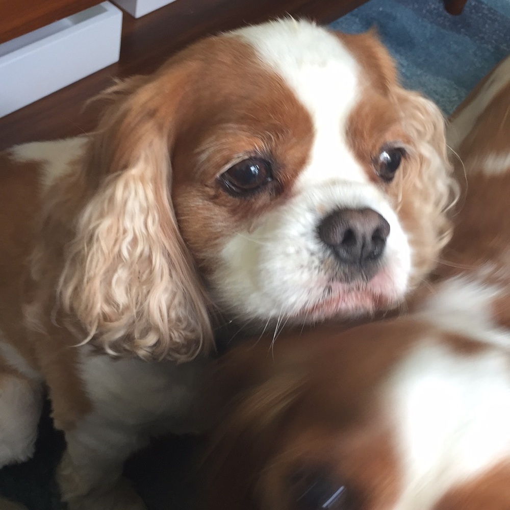 Meet your Posher, Imogen